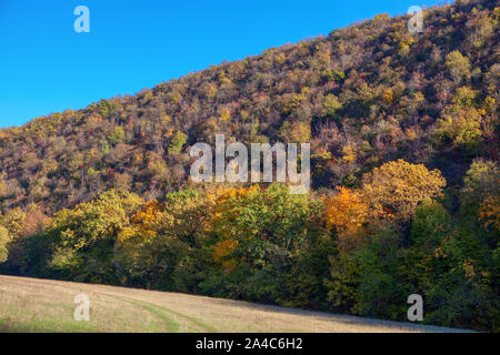 Bunte Bäume wachsen auf dem Hügel im Herbst Stockfoto