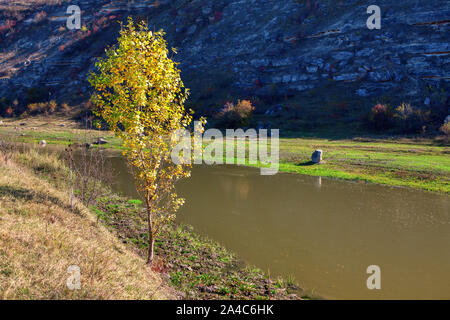 Baum mit gelben Blätter wachsen am Ufer im Herbst Stockfoto