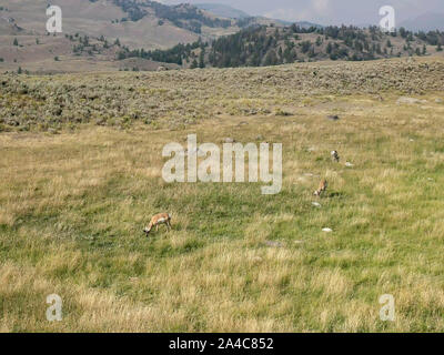 Weite Einstellung auf drei pronghorn Antilope im lamar Valley von Yellowstone Stockfoto