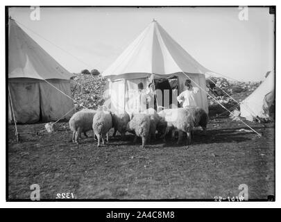 Der Samariter Ostern am Mt. Garizim. Schafe für das Opfer. Stockfoto