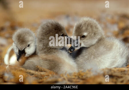 CYGNETS Schwarzer Schwan (CYGNUS ATRATUS) IM NEST, Perth, Western Australia. Stockfoto