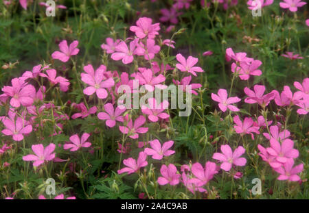 Rosa GERANIUM ENDRESSII X BLUMEN Stockfoto