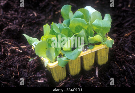 KUNSTSTOFF-KINDERGARTENTABLETT (PUNNET) MIT SALATSAATLINGEN (LACTUCA SATIVA) AUF DEM BODEN, BEREIT ZUM EINPFLANZEN. Stockfoto
