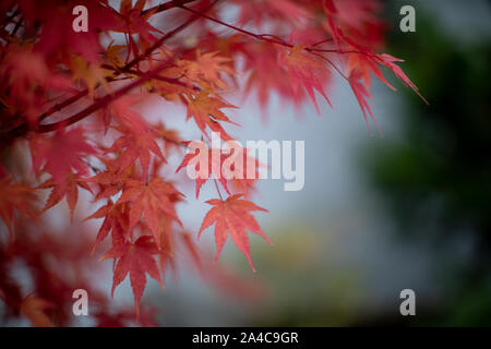 Red maple Blätter im Herbst Jahreszeit mit verschwommenen Hintergrund Stockfoto