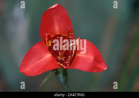 TIGER ODER PEACOCK TIGER BLUME (TIGRIDIA PAVONIA) AUCH BEKANNT ALS BLUME DES TIGRIS, PEACOCK BLUME, JOCKEYS CAP. Stockfoto