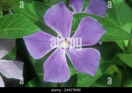 Nahaufnahme einer VINCA MAJOR BLUME (bekannt als BIGLEAF PERIWINKLE, großen STRANDSCHNECKE, GRÖSSER UND BLAU PERIWINKLE) Stockfoto