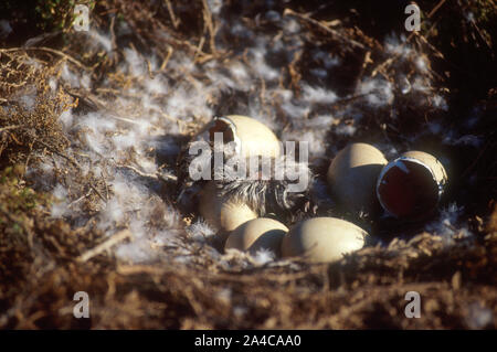 Frisch geschlüpfte BLACK SWAN CYGNET (CYGNUS ATRATUS) WESTERN AUSTRALIA. Stockfoto