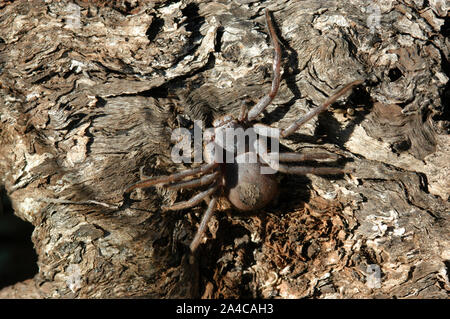 Australische HUNTSMAN SPIDER (SPARASSIDAE FAMILIE) auf BAUMRINDE. Stockfoto