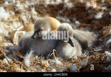 CYGNETS zwei Schwarzer Schwan (CYGNUS ATRATUS) UND EIER IN DAS NEST, WESTERN AUSTRALIA. Stockfoto