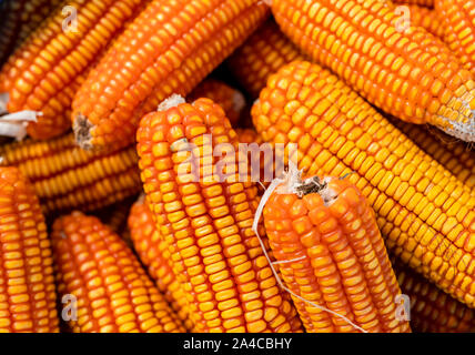 Frisch und golden Rohstoff Mais Getreide Saatgut Muster nahaufnahmen. Stockfoto