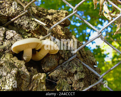 Zwei perfekte Weiß Pilz (Agrocybe cylindracea) zunehmend von einem Baum zwischen links an einem Maschendrahtzaun. Ottawa, Ontario, Kanada. Stockfoto