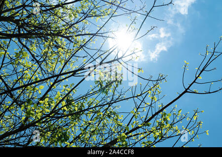 Gemeinsame Feigenbaum (Ficus Carica) Frucht am Baum Stockfoto