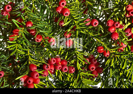 Eibe Zweige mit roten Beeren o weißer Hintergrund Stockfoto