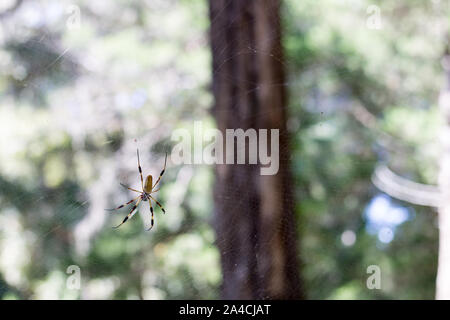 Golden Orb Spider auf seiner Web Stockfoto