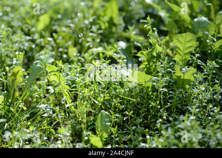Grüne Gras mit Morgentau im Sommergarten abgedeckt. Natürliche Hintergrund Stockfoto