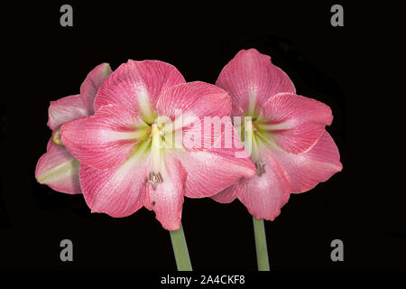 Cluster aus großen Tiefen rosa Blüten von hippeastrum "Jenny" mit weißen Streifen auf Blütenblättern und Hellgrün Kehle, auf schwarzem Hintergrund Stockfoto