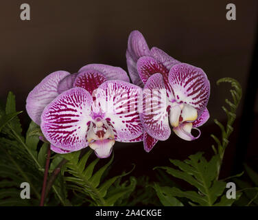 Cluster von atemberaubenden violett/roten und weißen Blumen von Phalaenopsis/Motten Orchidee neben Farnblätter und auf dunklem Hintergrund Stockfoto