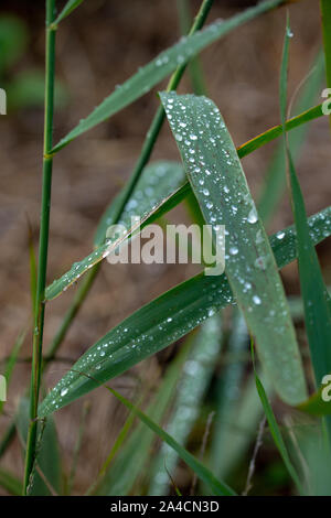 Regen fällt aus Schilf (Phragmites australis, verlässt). Wassertropfen. Niederschlag. Oberflächenspannung. Tropf, tropf, tropf, aus ausführen. Wetter. Klima. Stockfoto