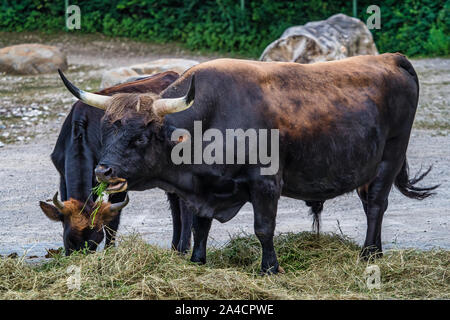 Heckrinder, Bos primigenius Taurus oder auerochsen im Zoo Stockfoto