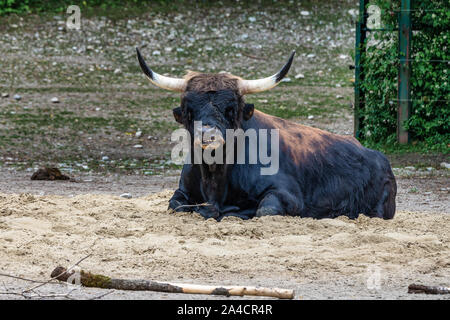 Heckrinder, Bos primigenius Taurus oder auerochsen im Zoo Stockfoto