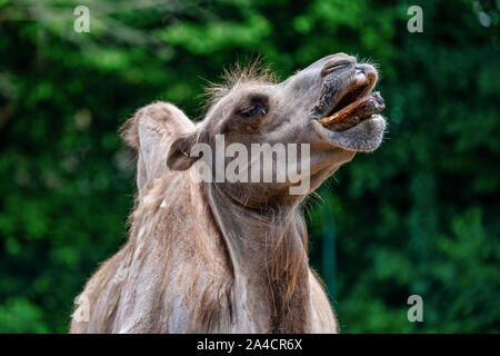 Baktrischen kamel Camelus bactrianus in einem deutschen Zoo Stockfoto