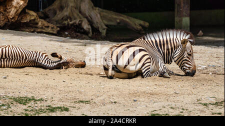 Hartmann's Mountain Zebra, Equus zebra hartmannae. Eine gefährdete Zebra Stockfoto