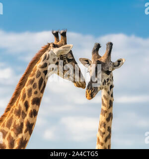 Giraffen küssen in der Savanne im Serengeti Park, zwei wilde Tiere Stockfoto