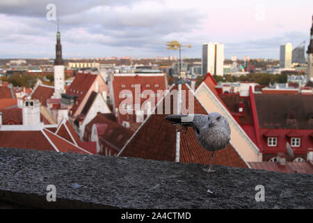 Tallinn, Estland. 13 Okt, 2019. Ein Vogel hockt auf einem Gebäude in Tallinn, Estland, Okt. 13, 2019. Quelle: Guo Chunju/Xinhua/Alamy leben Nachrichten Stockfoto