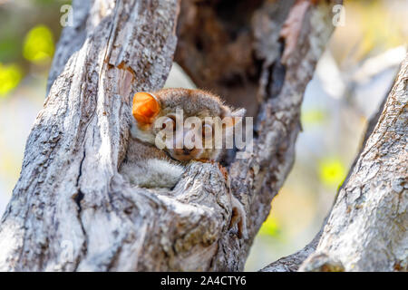 Kleine nächtliche Endemisch Milne-Edwards sportliche lemur Lepilemur edwardsi, oder Milne-Edwards" weasel Lemur. Ankarafantsika Nationalpark, Madagaskar wil Stockfoto