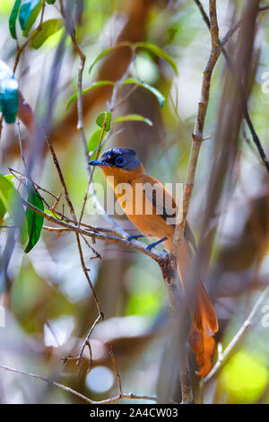 Schöne Madagaskar Vogel, Paradies - Fliegenfänger, Terpsiphone mutata. Ankarafantsika Nationalpark, Madagascar Wildlife und Wildnis, Arica Stockfoto