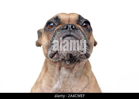 Porträt eines braunen Französische Bulldogge mit komischen Gesichtsausdruck auf weißem Hintergrund Stockfoto