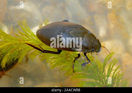 Silber Wasser Käfer (Hydrophilus Piceus). Dorsalansicht. In einem Teich tauchen Identifikation Fach, Körper, Kopf, Thorax, flügeldecken und Beine. Stockfoto