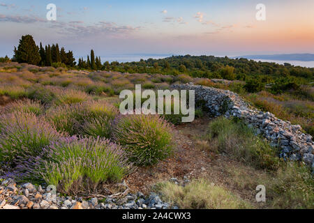 Lavendelfelder auf der Insel Hvar, Dalmatien, Kroatien Stockfoto