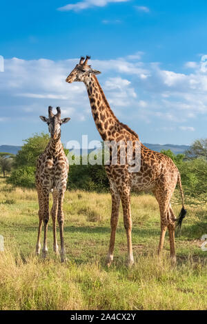 Giraffen küssen in der Savanne im Serengeti Park, zwei wilde Tiere Stockfoto