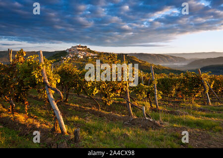 Herbstlichen Morgendämmerung in den Weinbergen der Stadt Motovun, Istrien, Kroatien Stockfoto