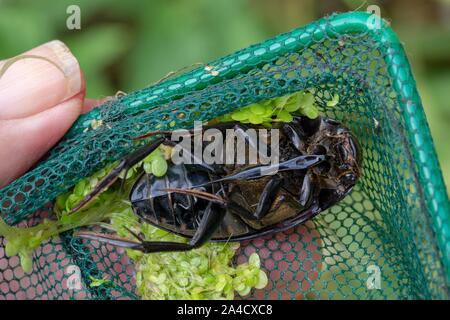 Silber Wasser Käfer (Hydrophilus Piceus). Ventrale oder Unterseite anzeigen. In einem Teich tauchen net. Übersicht Körper Abschnitte, Kopf, Thorax, Abdomen, Beine. Stockfoto