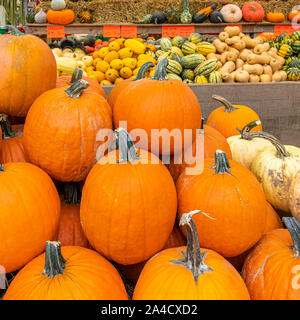 Kürbisse, Butternut und Butterblume auf einem Marktstand in Montreal, Halloween-Party Stockfoto