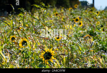 Nauen Ot Ribbeck, Deutschland. 13 Okt, 2019. Wildblumen und Sonnenblumen blühen auf der Wiese eines Ribbeck Landwirt in der Nähe des Dorfes Eingang. Credit: Soeren Stache/dpa-Zentralbild/ZB/dpa/Alamy leben Nachrichten Stockfoto