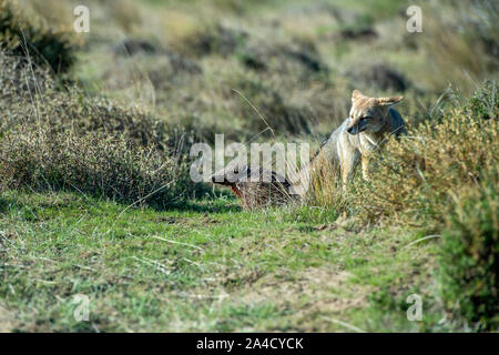 Gray fox Jagd auf dem Gras Südamerika armadillo in Patagonien Stockfoto