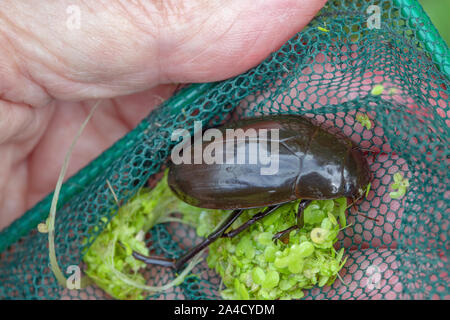 Große Silber Wasser Käfer (Hydrophilus Piceus). Die bulkiest britischer und europäischer Käfer erreichen eine Länge von 5 cm. Stockfoto