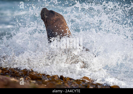 Patagonia sea lion portrait Dichtung am Strand im Meer Wellen Stockfoto