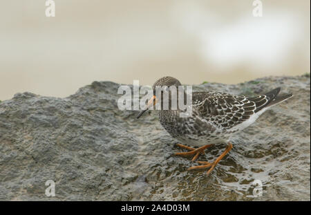 Ein Meerstrandläufer, Calidris maritima, Fütterung auf einem Felsen am Rande des Meeres an einem regnerischen dunklen Tag. Stockfoto