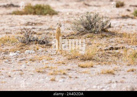 Eine gelbe Mongoose (Cynictis penicillata), die in der Steppe, Etosha, Namibia, Afrika Stockfoto