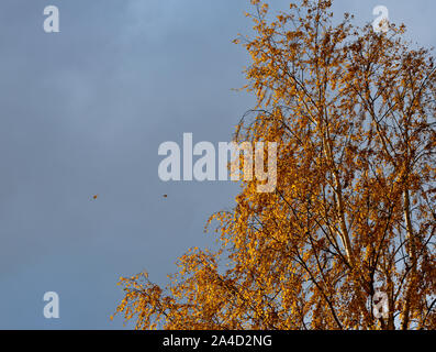 Eine gelbe Birke mit fallenden Blätter und die letzten Strahlen der Sonne auf den Zweigen am Abend Stockfoto