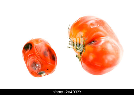 Kleine und Große Faulen, verwöhnten Tomaten mit Schimmelflecken auf Haut, kelchblätter oder Kelch, und ungleichmäßiger Reifung isoliert auf weißem Hintergrund. Stockfoto