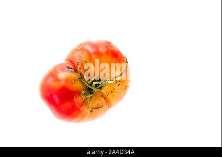 Faulen, verwöhnten Tomate mit kelchblätter oder Kelch, ungleichmäßiger Reifung und Stockflecken auf der Haut isoliert auf weißem Hintergrund. Stockfoto