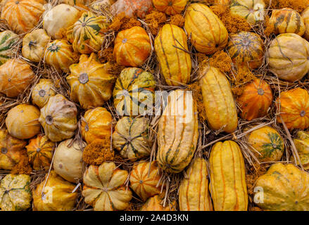 Gelbe Kürbisse Reif, Hintergrundbild. Harvest Festival, festliche Haufen von gelb-grün gestreiften Kürbisse auf einem Heuhaufen Stockfoto