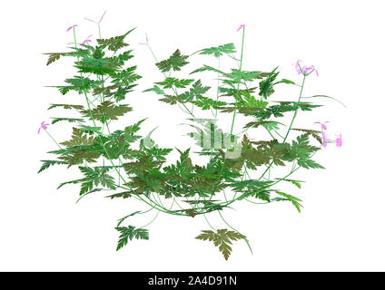 3D-Rendering für eine Herb Robert Plant oder Geranium Robertianum oder Robertiella robertiana auf weißem Hintergrund Stockfoto