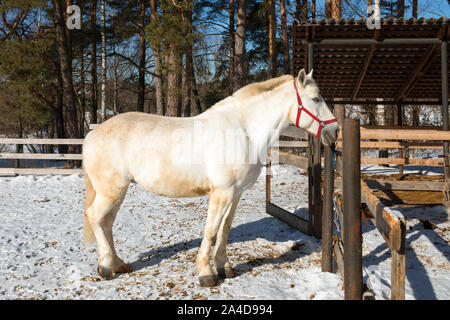 Das weiße Pferd auf dem Hof steht in den Stumpf an einem Wintertag Stockfoto