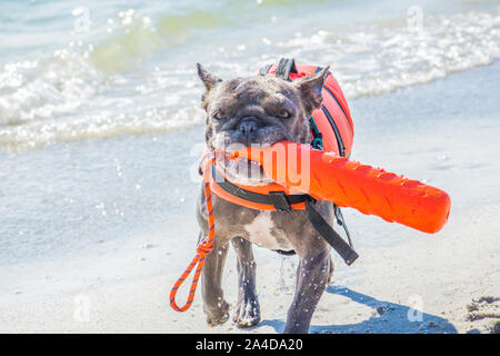 Französische Bulldogge das Tragen einer Schwimmweste Abrufen einer Plastik Spielzeug aus dem Ozean, United States Stockfoto